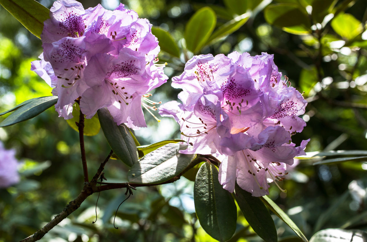 Nahaufnahme zweier Blüten im Botanischer Garten Grueningen