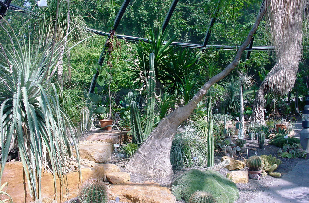 Im Botanischen Garten finden sich zahlreiche Pflanzen und Kakteen.