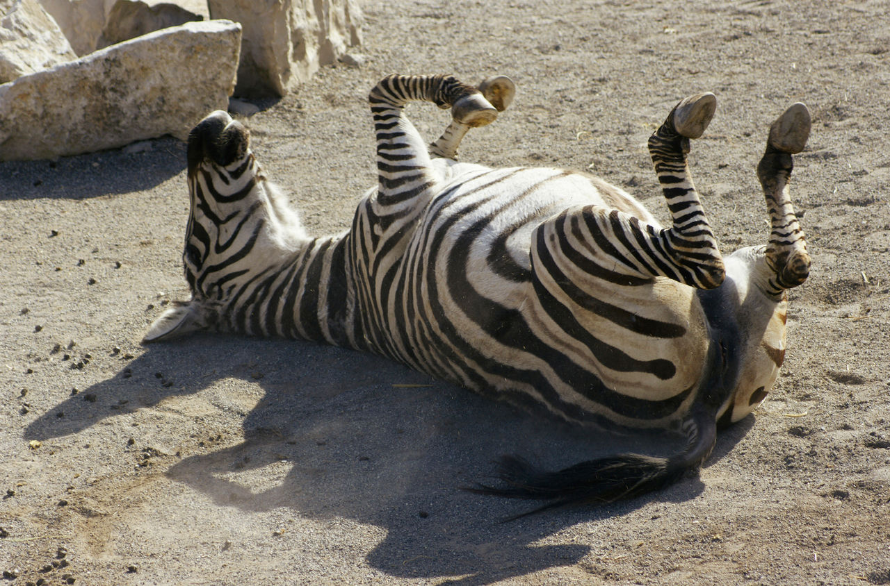 Zebra wälzt sich im Sand