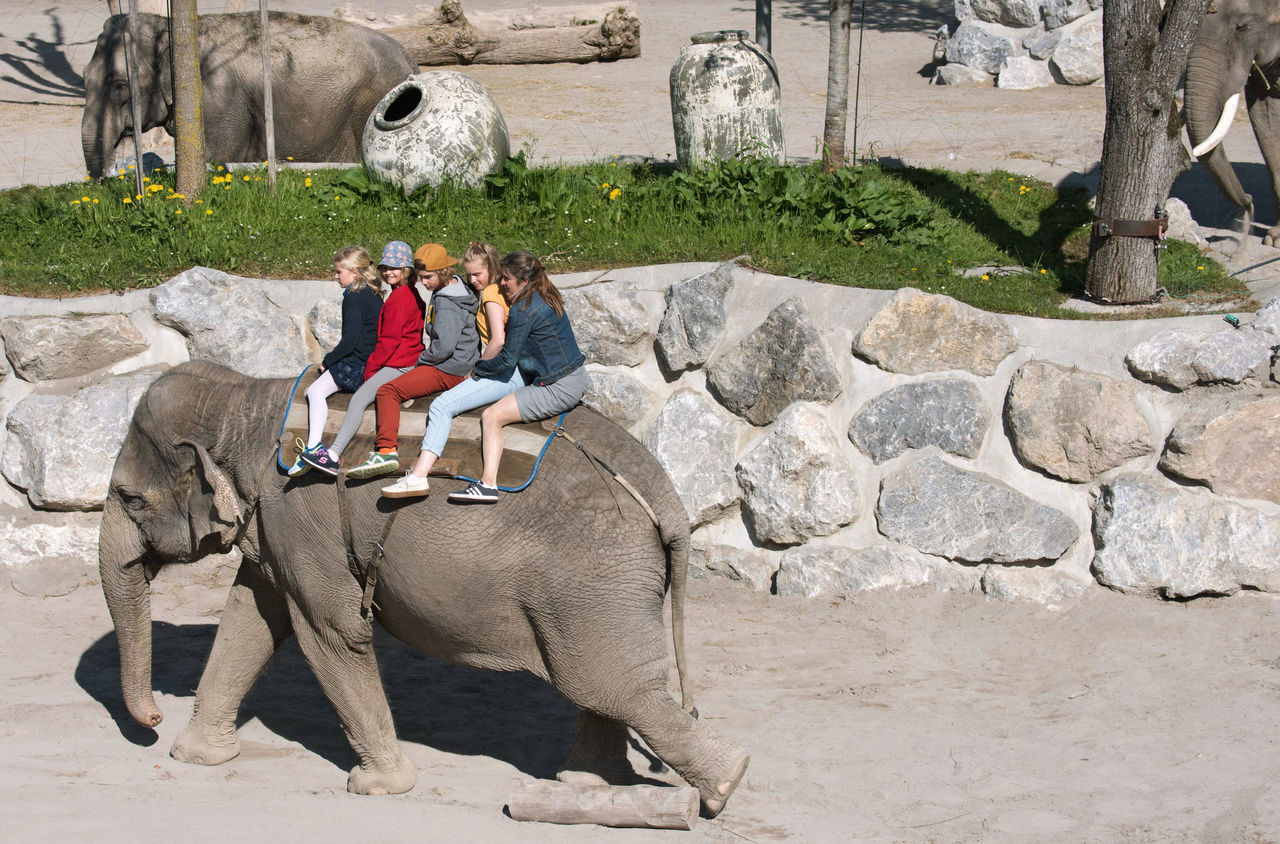 Mutter und vier Kinder beim Elefantenreiten in Knies Kinderzoo in Rapperswil