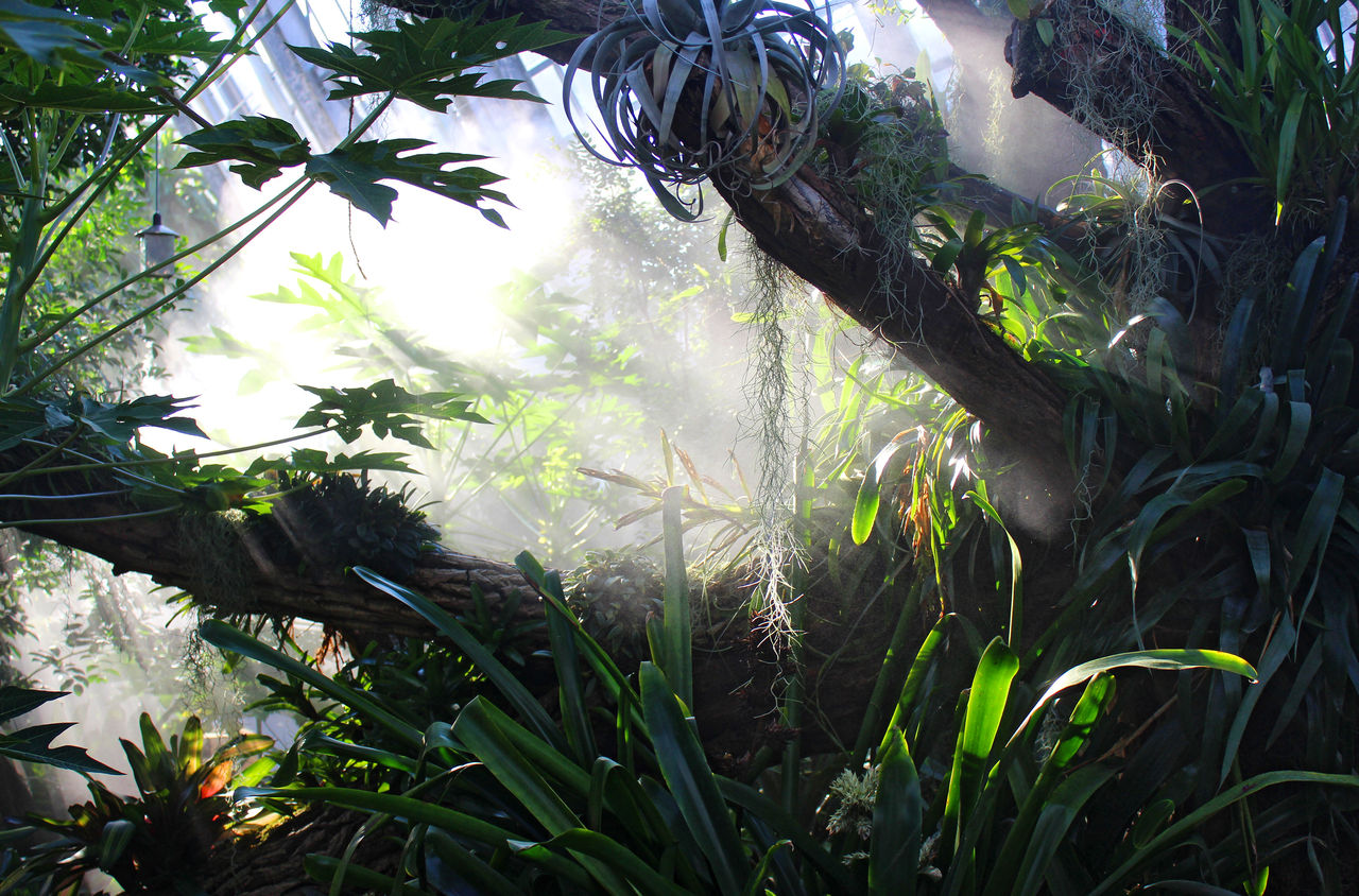 Tropische Pflanzen mit einem hauch von Nebel