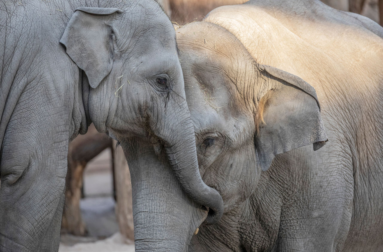 Zwei Elefanten im Zoo Zürich