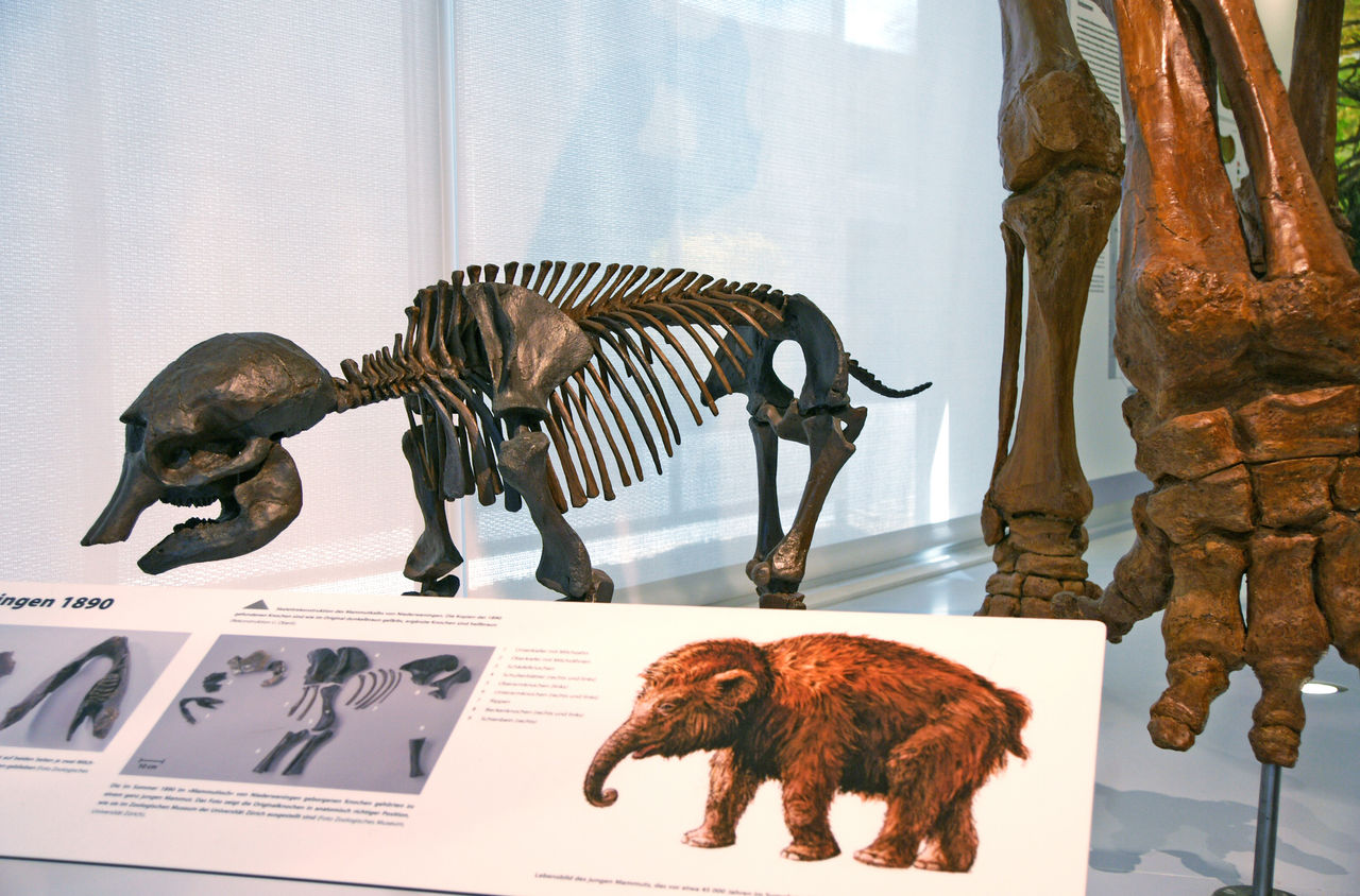 Ausstellung Mammut Museum Niederweningen