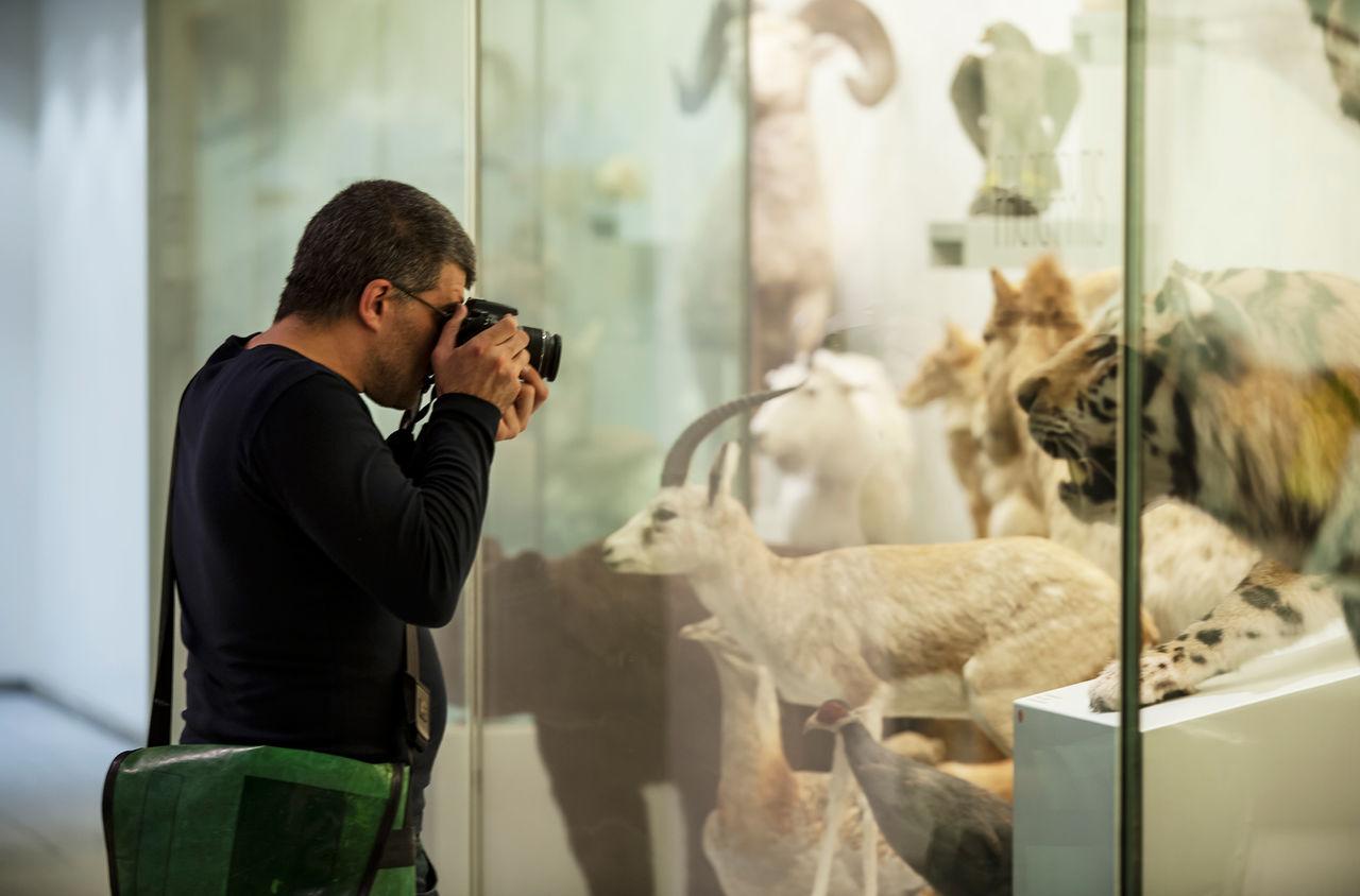 Person fotografiert Tierpräparate im Zoologischen Museum