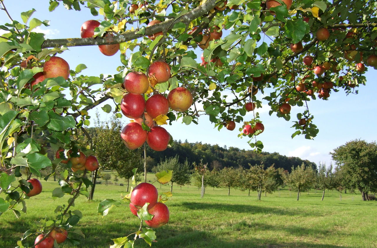 Viele rote Äpfel hängen am Apfelbaum