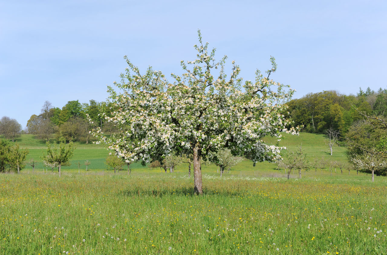 Ein einzelner Baum in der Wiese mit vielen Blüten dran