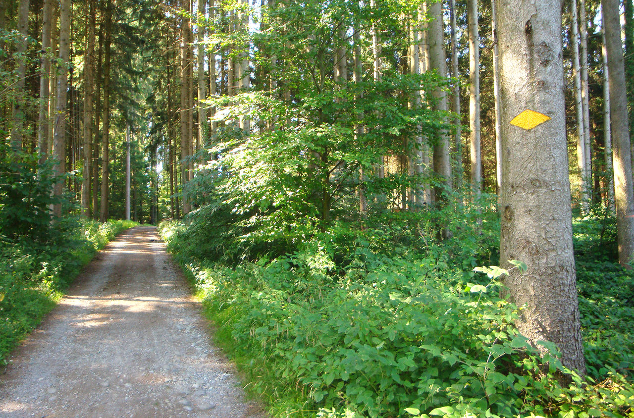 Wald Wanderweg auf dem Jakob Ess Weg