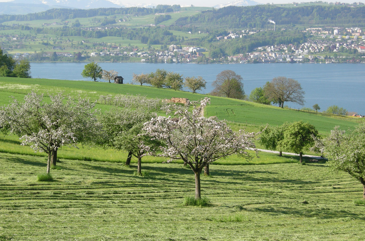 Bäume mit viel Blüten auf einer grossen Wiese. Im Hintergrund sieht man den Zürichsee.