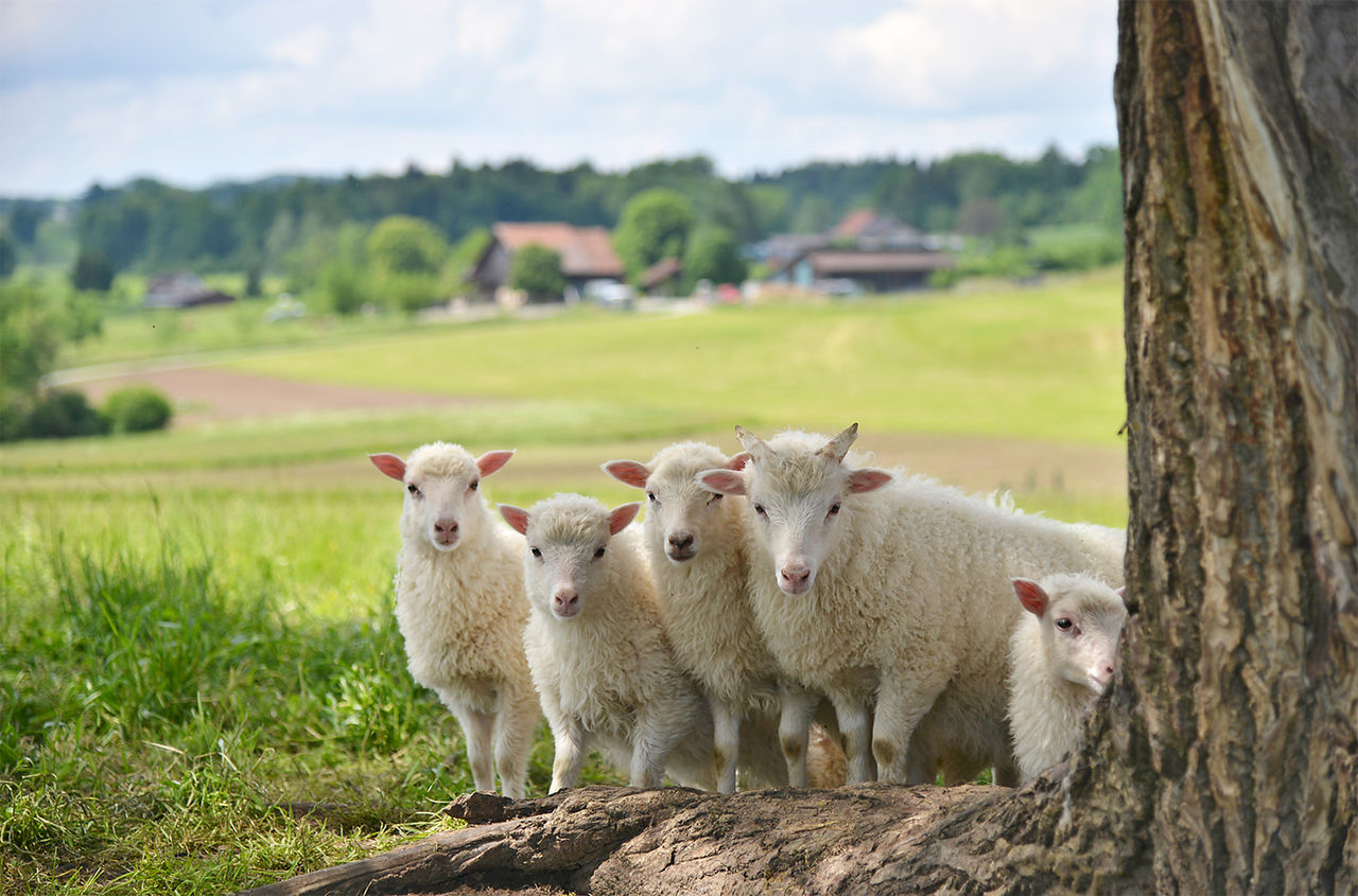 5 Schafe bei einem Baum