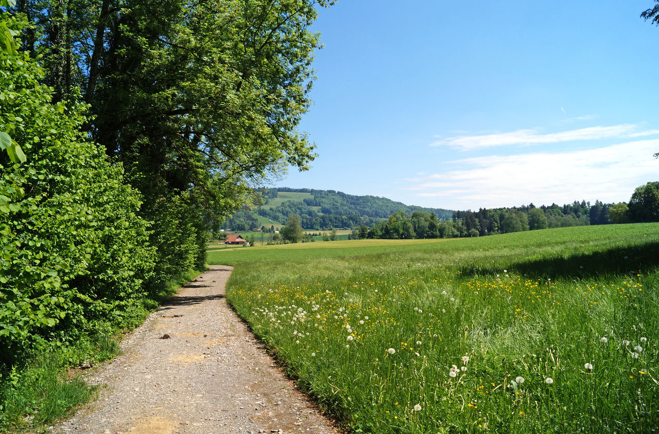 Der Weg führt zwischen dem Waldrand und einer grünen Blumenwiese vorbei.