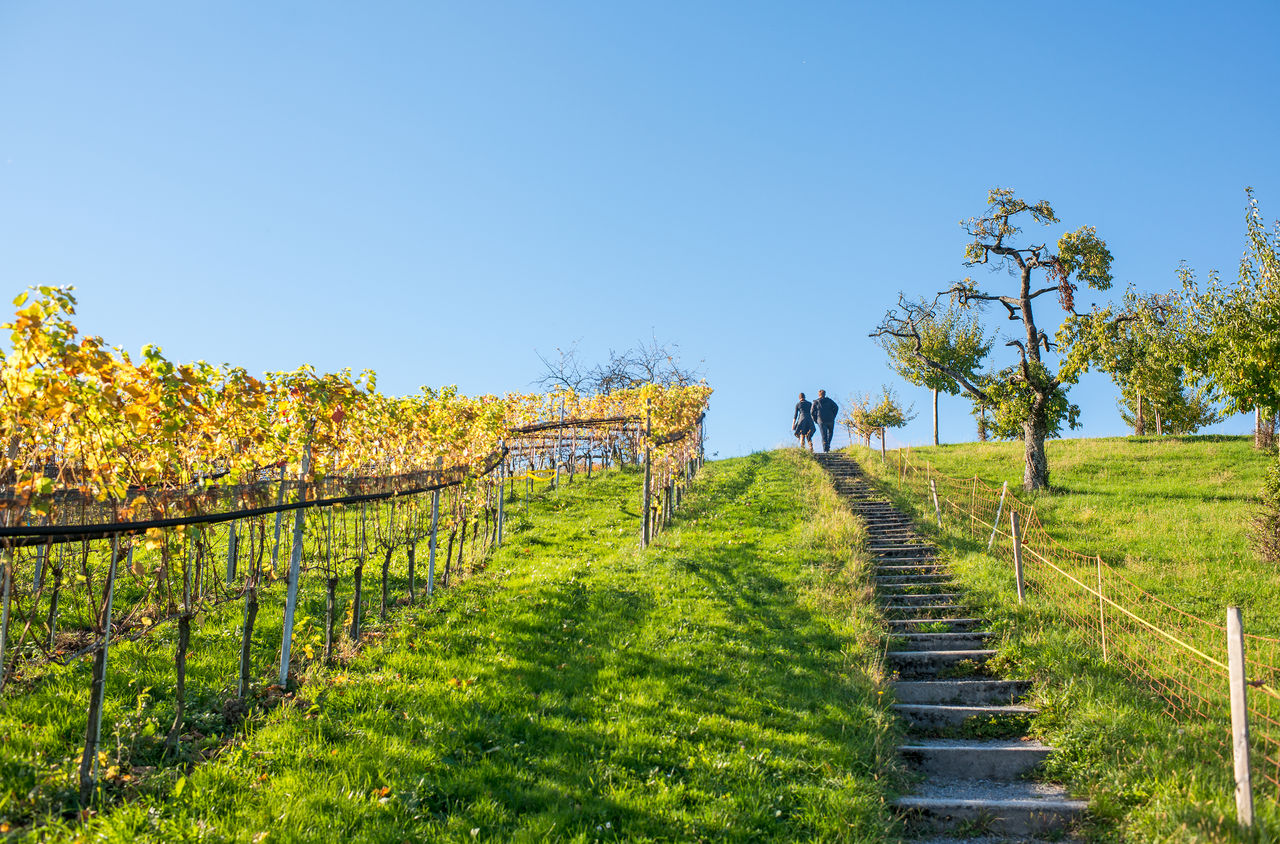 Zwei Personen laufen auf der Treppe mitten in der Weinrebe