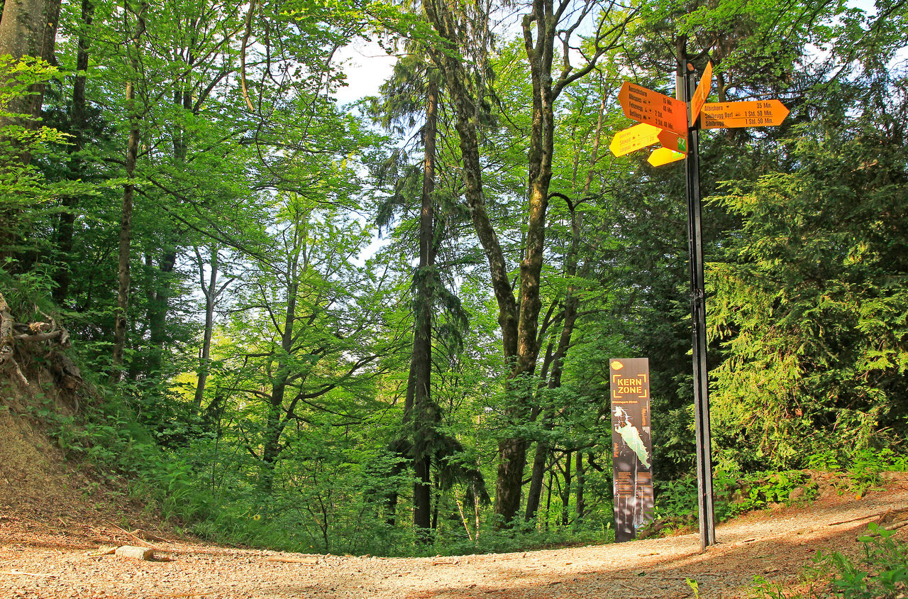 Wanderweg im Sihlwald. Ein Pfosten zeigt mit mehreren gelben Wegweiser in verschiedene Richtungen.