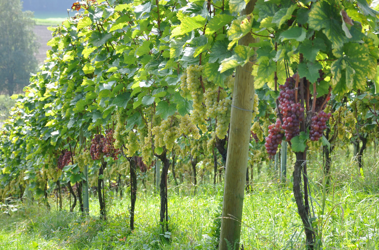 Viele grüne und rote Trauben an den Weinreben