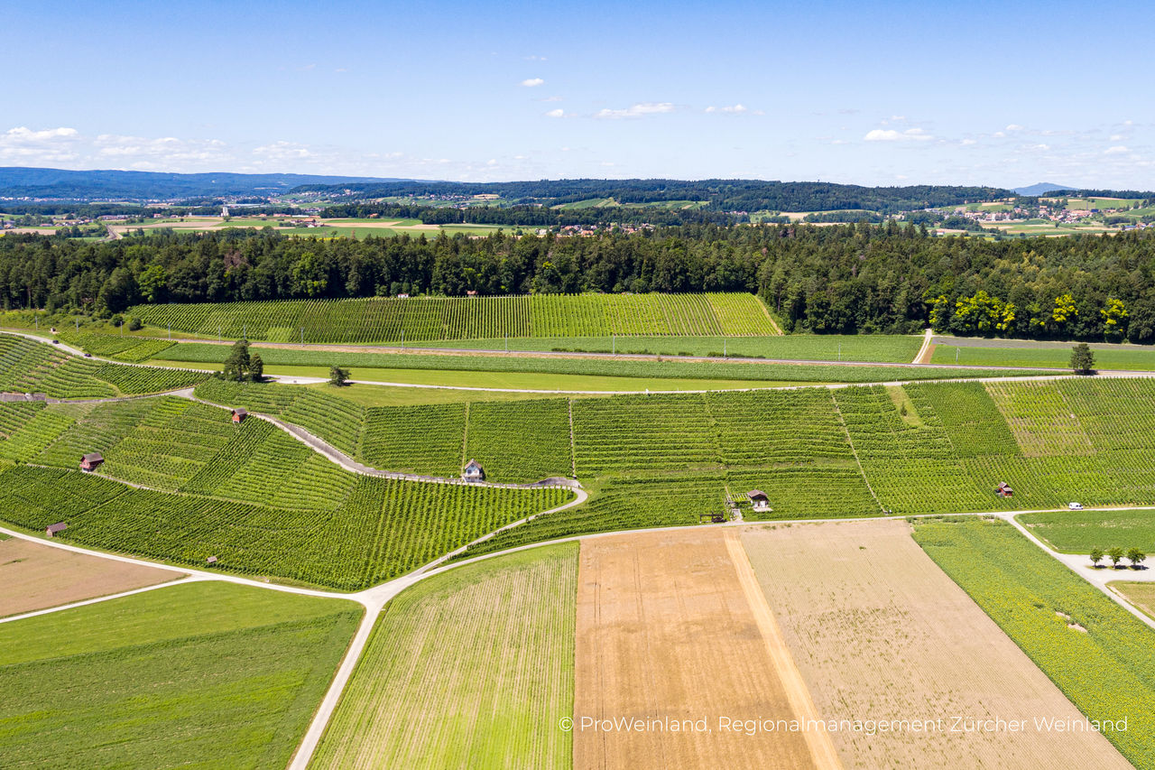 Grüne Felder vor dem Schiterberg bei Andelfingen im Zürcher Unterland.
