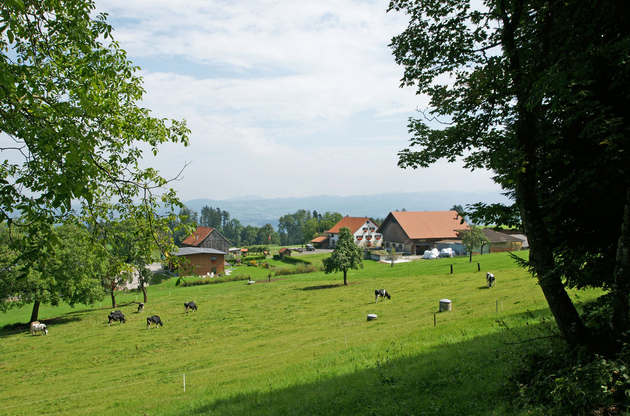 Bauernhof auf dem Pfannenstiel mit Kühen auf der grossen Wiese